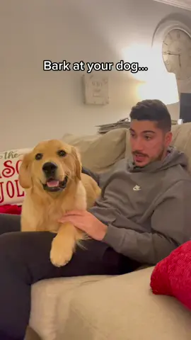 The dramatic pause.😂 #fyp #foryoupage #dogsofttiktok