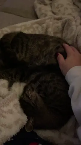 I swear he’s like my daily dose of medicine. #catsoftiktok