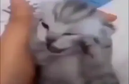 Ответ пользователю @dino4kaa.bs держи #кот #держится #за #голову #и #кричит