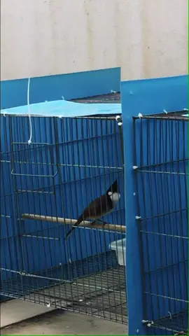 Mào cui, họng bò, yếm khít :) em tên A Cụt #chaomao