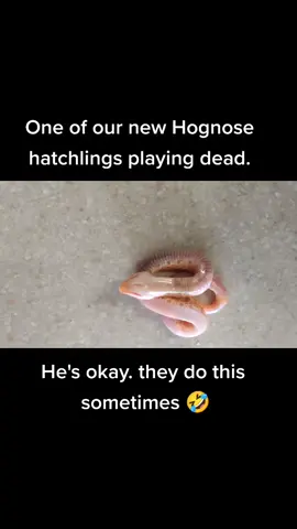 Hognose playing dead.  #PetsOfTikTok #pet #reptilesoftiktok #reptiles #exoticpet #strangepets #hognosesnake