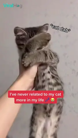 Those paws said “close the blinds on your way out” 🤣 Credit: Vira Hog #dailymail #cats #funny #lol #2touchchallenge #riseandshine #pets