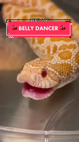 shake ya body like a belly dancer 💃🏻 #hognose #snake #westernhognose #reptile #hognosesnake #animals #pets #vibing