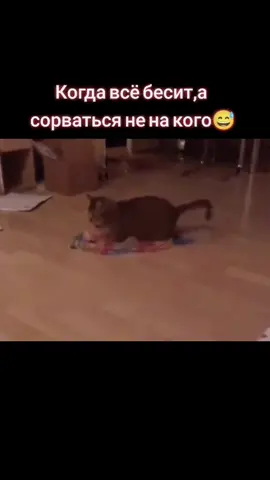#все #бесят #но #люблю
