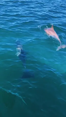 Florida in November feels a lot like Florida in the summer.. minus the crowds #paradise #lifeonthewater #freelancemate #destinflorida #vibin