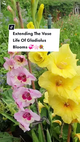 Bonus Tip : Have you bucket of water ready to place your freshly cut stems straight into it which will keep them hydrated #flowertok #LearnOnTikTok  #TikTokPartner #garden  #ggthegardengirl #cutflowers #gardentok