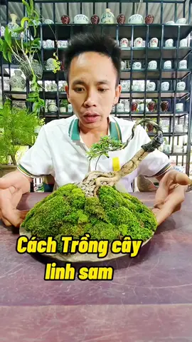 cách trồng cây linh sam #vmm #namxelan90 #trongcay #caymini #caycanh #bonsai