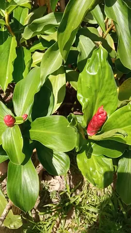 #fy. #tiktok planta medicinas cana de macaco🌱🐒