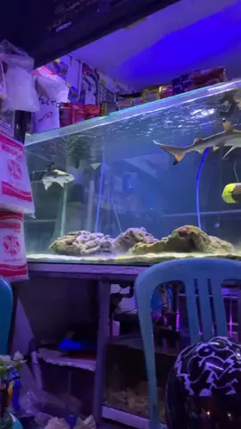 anakan megalodon #shark #hiublacktip #hiuwhitetip #yxzcba #fyp