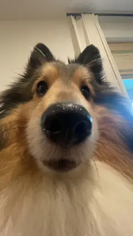 .5x lens on dogs never fails to make me laugh #fyp #foryou #sheltiesoftiktok