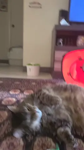 Rocky, lovin his #catnip #polydactylcat #rescuecat #chonky #rescuecatsoftiktok #cats #catsoftiktok