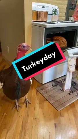 #duet with @our10acres y’all pray for Shirley’s family😫 #thanksgiving #turkeyday #turkeytiktok #fypシ #sharethisvideo❤️ #voiceover #igetsotired #wehavegonezerodays