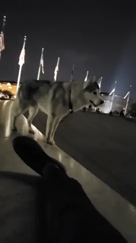 a cool night in D C . #dogofticktok #viralhusky #dogmodel #huskywolf #majestic #washingtondc