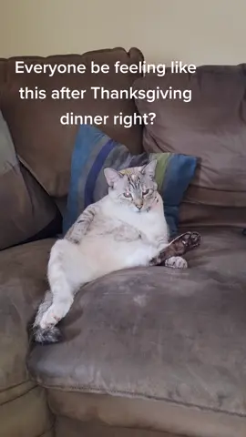 Hope yall had a good Thanksgiving #catlife #conversationswithlilly