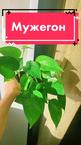 Ответ пользователю @irinkalop Вы как считаете это правда или миф?#комнатныецветы #комнатныецветы #мужегоны