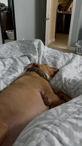 Farted on my poor dog this morning…. She didn’t see it coming 🤦🏻‍♂️#fart #dog #pitbull #dogfart #funny