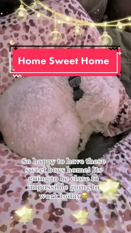 I missed these guys so much and it was only 2 days😭 #puppiesoftiktok #bichon #jackrussell #petsontiktok #Home #family