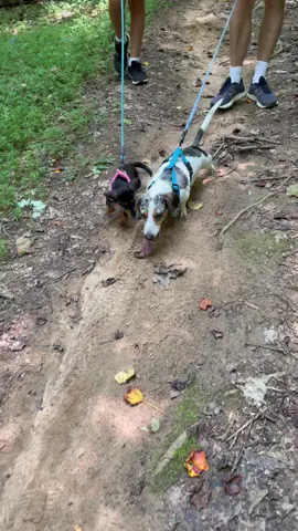 Dachshunds enjoying their nature hike.  #dogsofttiktok #foryou #dachshundsarethebest #dachshundpuppy #doxiemom
