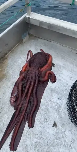 Extraterrestrial 🐙 watch as he escapes through a tiny hole 👽 by @jordan marciniak #fyp #foryoupage #octopus #ocean #spooky #scary #animals