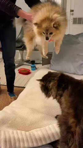 Pomeranian scared of a cat. #pomeranian scared of cat