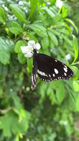 butterfly lands on flower in slow motion #foryou #butterfly #wings