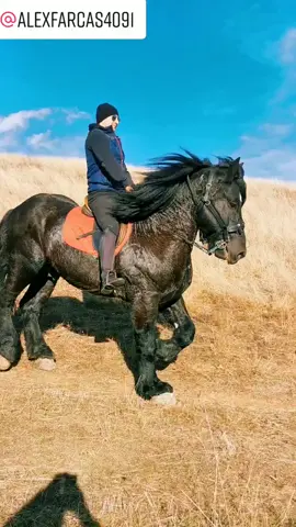 #armasari #horses #besthorses #stronghorses #bighorses #armasariromania #caigrei #cai @fishcluj007