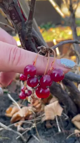 Готовим смородину к зиме🥶