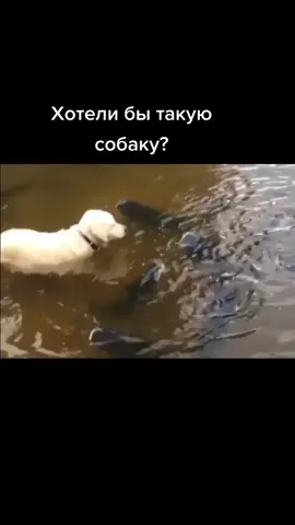 Собака ловит рыбу #рыбалка2021 #рыба #рыбак #рыбалкаудалась #какпойматьрыбу #fishing #собака #собакадругчеловека #собакалучшийдруг