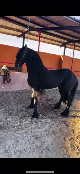 10 Sones 10 Caballos de Rancho Las Esmeraldas ⚜️.@bandacarnavaloficial #10sones10caballos #bandacarnaval @emeraldimperialbullies .#rancholasesmeraldas #caballosfinos #caballosbailadores #friesian #horse #austin #texas #mexico #equine #cuaco  #acaballo #equinephotography #horsesofinstagram #viral #jal #michoacan #equestrian #equestrianlife #instagram #emeraldimperialbullies #puppiesofinstagram #americanbully #pitbull #pitbullsofinstagram #viral #merle #merlebully #merlepitbull #abkc