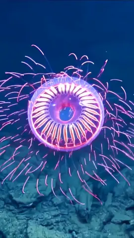 jellyfish get firework  1000 meters below the sea#ocean #sea #oceanlife #animals #wildlife #foryou #jellyfish
