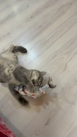 #пэт_подарок