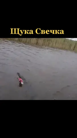 как вам такая свечка #vinogradik37pro #рыбалка #рекомендации #реки #хочуврек #щука #свечка #свечкащука #спиннинг