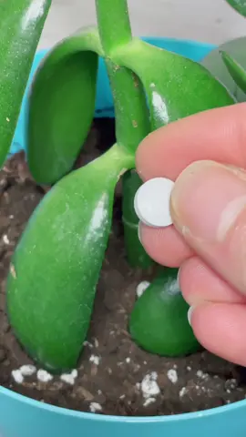 What happens if you feed your plant a magnesium tablet? Let me try first so we don’t kill your plants plz😙 #howtowithjessie #fyp #tricks #plant #experiment