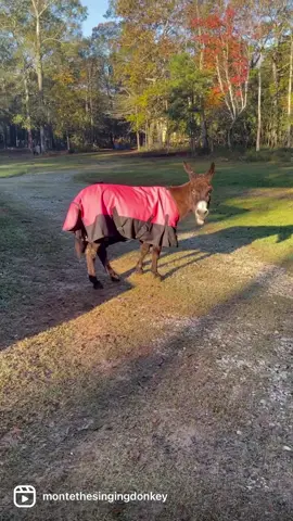 #montethesingingdonkey #mondayfeels #GiveWithAllYourHeart #emptybowlblues #donkeysoftiktok #donkeybray #longears #fyp #texas