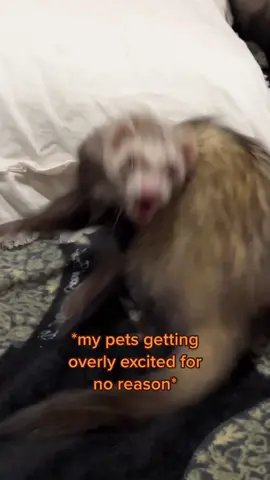 Although most of the time I have no idea what’s going on, I have to be supportive #ferret #ferretsoftiktok #supportive #noidea