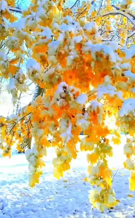 #пожелание #зима #1декабря #осеньуходит #конецосени🍁 #конецноября
