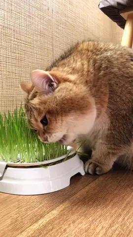 Вегетарианский кот 🌿🐈 #деньпитомца #тиктокпэт