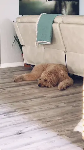 Go ahead break in I guess… definitely not a guard dog😂