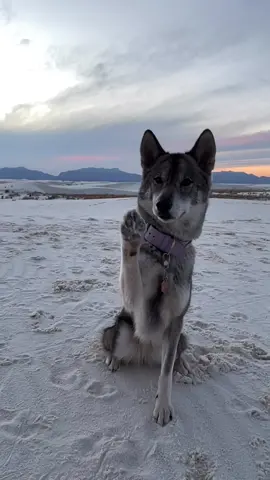 Her slow motion wave never goes out of style #dogs #swiftie #slowmo #trend