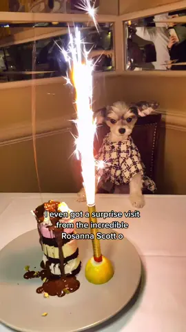It was an epic birthday woof! #itsmybirthday #happybirthdaytome #dogsoftiktok #nyc #nycdogs #happybirthday #LetsGo #Givingszn #foryou