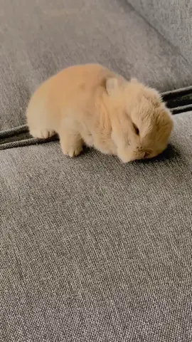Shhiiiiiii 🤫 !!Baby bunny is sleeping 😴.  #bunnylove#rabbitsofinstagram #bunniesofinstagram#cute #bunnies #rabbits #lo#Lovennyrabbit #pet #petsofinstagram#instabunny #bunnyoftheday #bunnylife#bunnylover #pets #rabbitstagram#netherlanddwarfbunny #cutebunnyrabbit #smallbunny #sleepingbunny #🐰