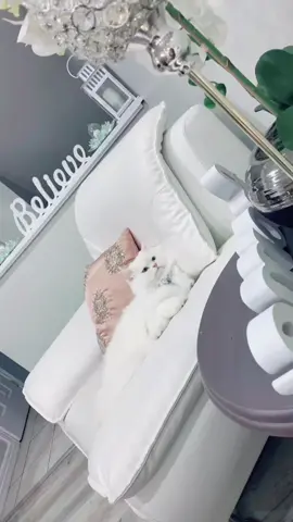 #catoftiktok #Cats #Catmom #fyp #Persiancat #foryouu #catmomlife