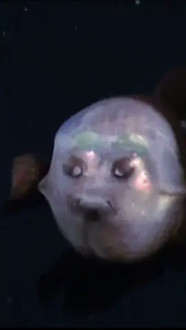 The Fish with a Transparent Head #marinebiology #deepsea #fishtok