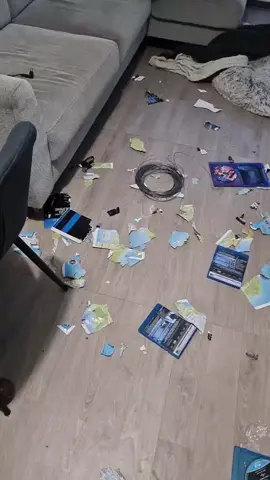 #samoyede #betises #chiots