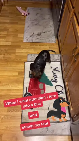 Oh Frankie girl #disneyplusvoices #fyp #dachshund #puppiesoftiktok #frankie #SpotifyWrapped