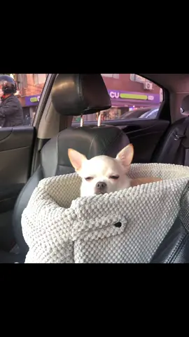 Allow your dogs to see the sights and enjoy the ride