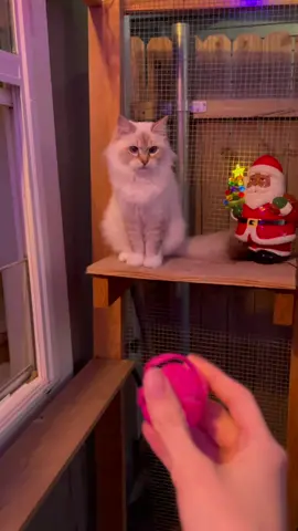 Playing catch with Summer. She'd probably be able to catch it every time if I wasn't so bad at throwing