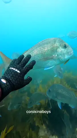 i heard you guys like fish feeding #fish #kina #fyp