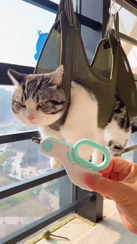 #pets #funny #cutnails #foryou #cat #cute #fyp #🤣🤣🤣