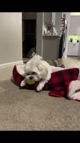 She’s 9 and we still can’t figure out why she does this 🤣 #SpotifyWrapped #MacysGiftTok #fypシ #xyzbca #explore #viral #explorepage #dog #fyp #AmazonMusicJingleBellTok